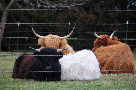 Anyone Else Raise Scottish Highland Cattle Ar15com