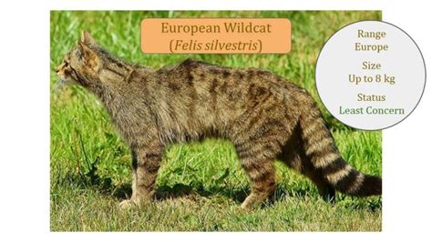 Small Wild Cats Felis Genus Felinae Felis Lineage