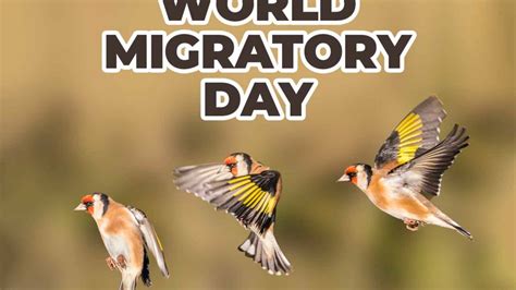 World Migratory Bird Day 2023 Date History Significance And Facts