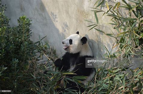 Giant Panda Mei Huan Eats Bamboos At Chengdu Research Base Of Giant