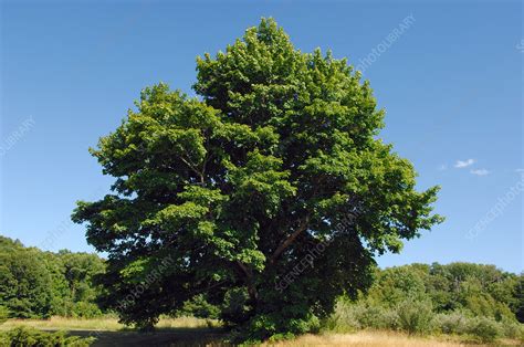 Maple Tree In Summer Stock Image C0016180 Science Photo Library