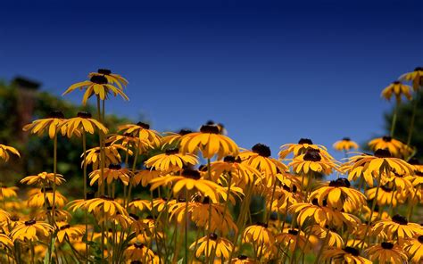Black Eyed Susan Wallpapers Full Hd Pictures