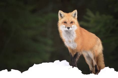 Fox Habitat Species And Facts What Are The Interesting Facts About Foxes