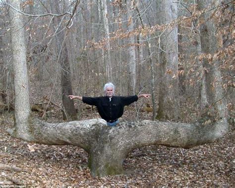 Expert Claims Mysterious Bent Trees Were Secret Native