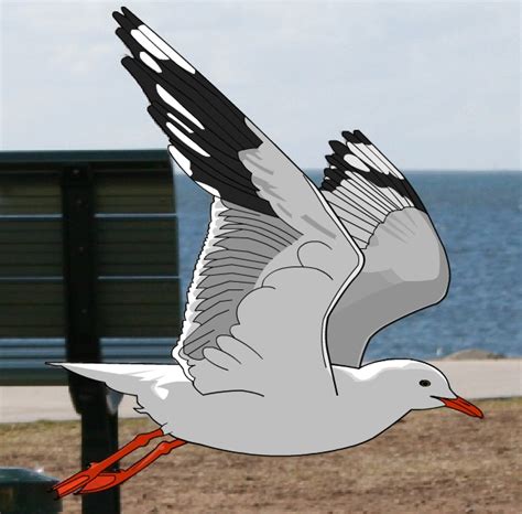 Flying Seagull Drawing At Getdrawings Free Download