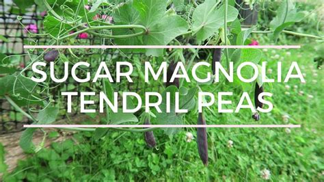 Sugar Magnolia Tendril Pea In The Garden Youtube