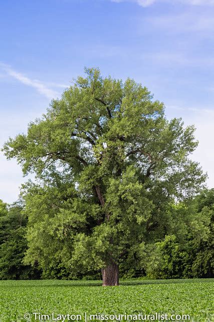 Eastern Cottonwood Tree Polulus Deltoides 072514 State Champion
