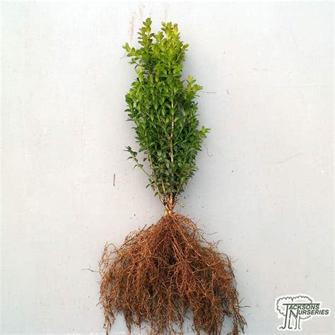 Buy Box Hedging Buxus Sempervirens For Uk Delivery Jacksons Nurseries