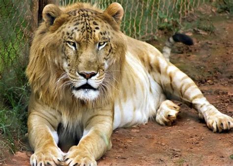 This Is A Tigon A Hybrid Of A Female Lion And A Male Tiger Not To Be
