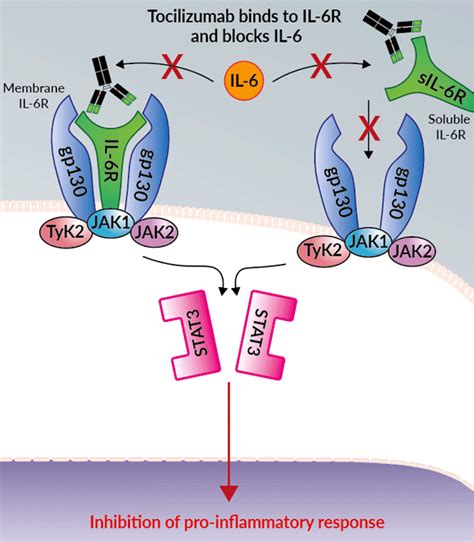 Anti Hil 6r Antibodies Tocilizumab Biosimilar Isotypes Invivogen
