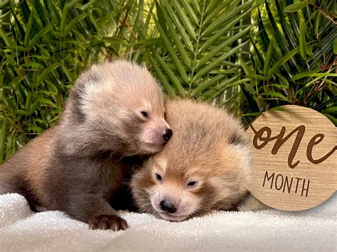 Buttonwood Park Zoo Welcomes Red Panda Cubs Abc6