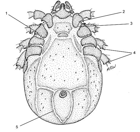 Figure 17 From Ticks Of Australia The Species That Infest Domestic