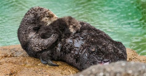 Onlookers Witness Wild Sea Otter Birth At Monterey Bay Aquarium Tide
