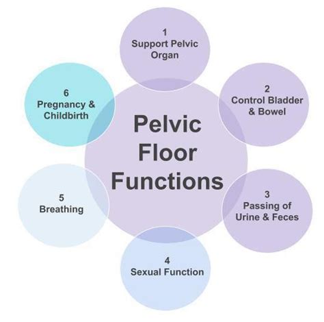 Functions Of The Pelvic Floor Muscle