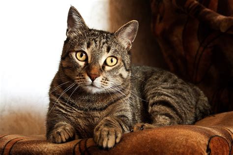 Adult Brown Tabby Cat · Free Stock Photo