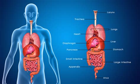 Human body diagram appendix female human body diagram. Appendix Location - Where is Your Appendix - Bodytomy