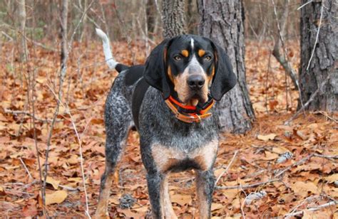 Bluetick Coonhound Native