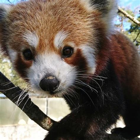 Red Panda Network Parken Zoo