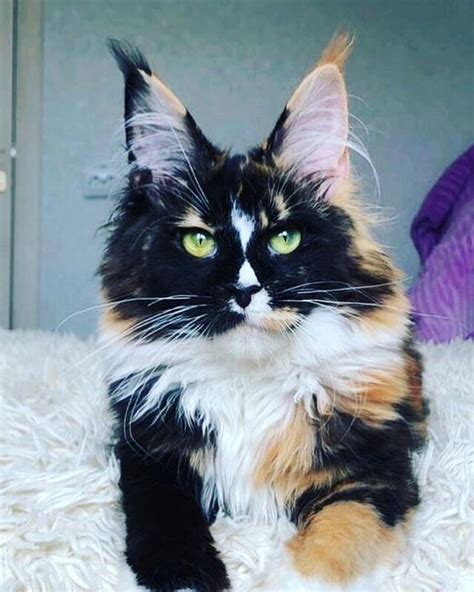10 Most Beautiful Cat Breeds Youre Going To Love Most Beautiful Cat
