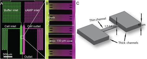 Microfluidic Device For Studying Cell Blebbing In Confinement A