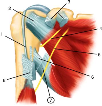Shoulder anatomy, shoulder joints and muscles, shoulder structure anatomy, shoulder tendon anatomy, shoulder tendons ligaments. Schematic representation of the right shoulder. Anterior ...