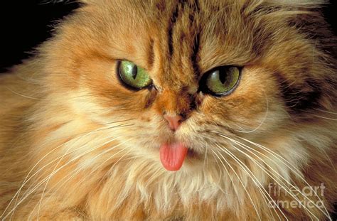 Persian Cat Sticking Out Its Tongue Photograph By Guy Felix Fine Art
