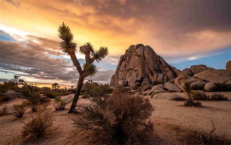Top 6 Things To Do In Joshua Tree National Park Indie Campers