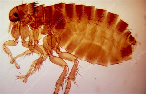 Lm Of Dog Flea Ctenocephalides Canis Stock Image Z3750009