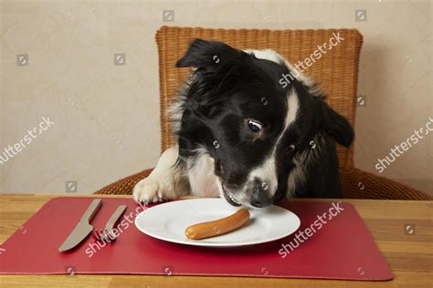 Border Collie Sits Table Eating Sausages Editorial Stock Photo Stock