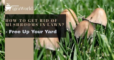 How To Get Rid Of Mushrooms In Lawn Free Up Your Yard