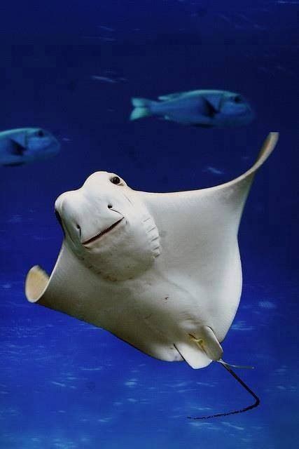 Smiling Manta Ray Animales Acuáticos Animales Y Animales Exóticos