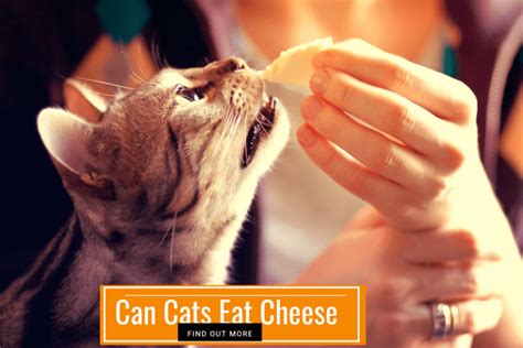 Can Cats Eat Cheese Read This Before You Try Petsmartgo