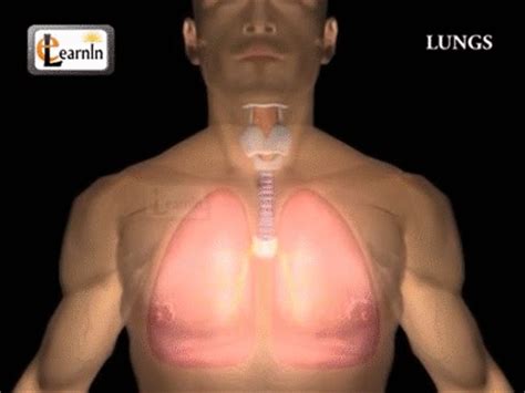 The total surface area is an approximate of 70m^2. Human Lungs | Parts of Respiratory system | Human anatomy ...