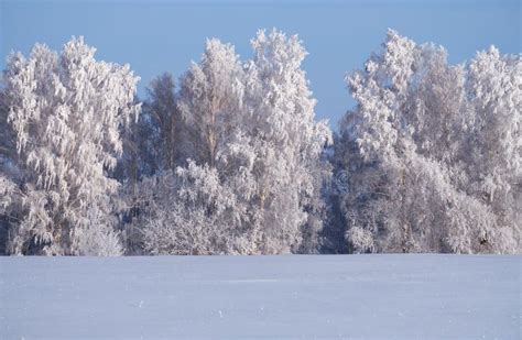 Birch Trees Under Hoarfrost In Snow Field In Winter Season Stock Image