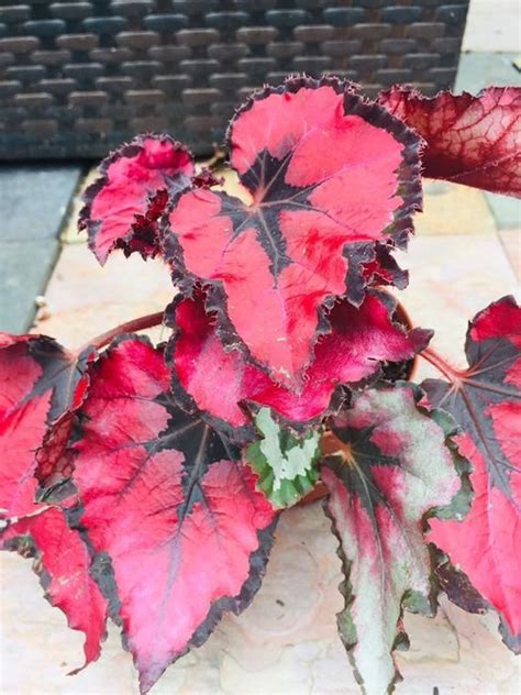 But there are several other foliage plants that are red. Rex Begonia "Red Kiss" Live Plant, Cultorum, House Plant in 2020 | Begonia, House plants, Red ...