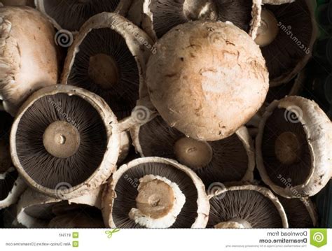 Edible Mushroom Types Photos