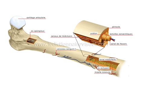 Le Squelette Humain Structure Dun Os Long Dictionnaire Visuel