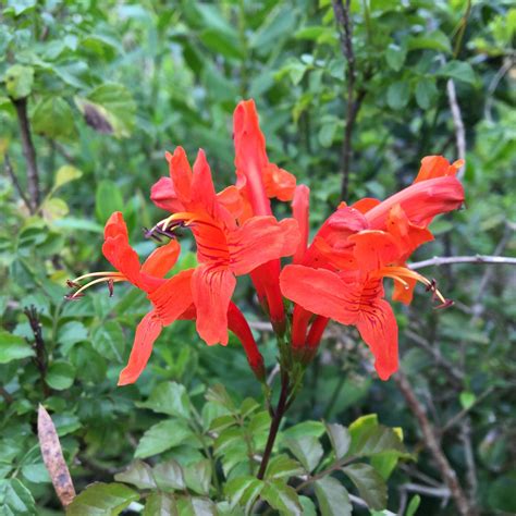 Tecomaria Capensis Cape Honeysuckle Ground Cover Shrubs Plants