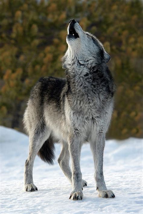 Howling Wolf Digital Art By Mark Newman Fine Art America