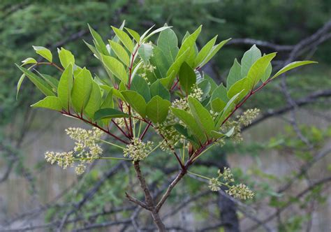 Poison Sumac Leaves