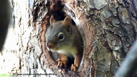 Cute Baby Red Squirrel In Nest Youtube
