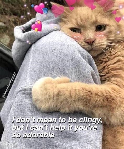 36 Wholesome And Supportive Memes To Send To Loved Ones Cute Cat Memes Cute Love Memes Cat Memes