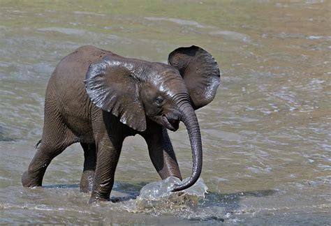 African Elephant Images Animals Blog
