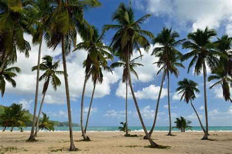 Playa Rincon Beach On Dominican Republic Stock Image Image Of Holiday