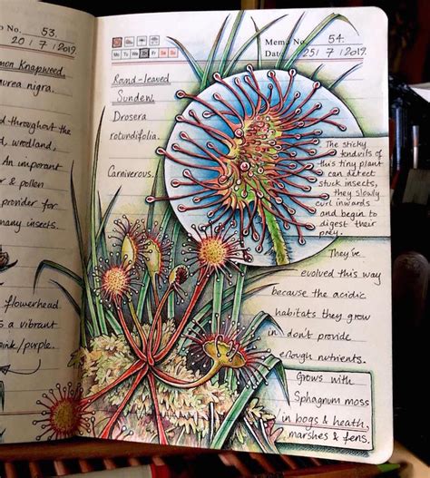 Illustrated Nature Journals Document The Diverse Beauty Of The Outdoors
