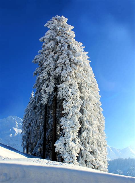 Free Images Tree Branch Mountain Snow Cold Winter Frost