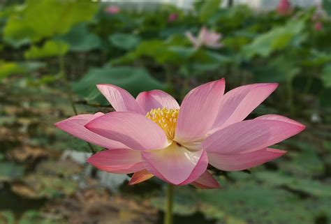 Nelumbo Nucifera Wild Indian Lotus 5 Seeds Rare Quality Seeds