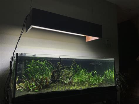A Simple Guide For Setting Up Of A 37 Gallon Aquarium Fishxperts