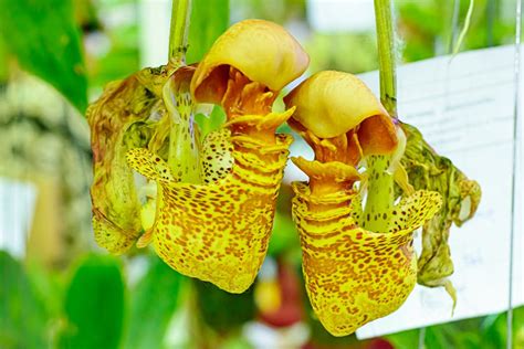 Book pitcher plant farm, malaybalay city on tripadvisor: This is How You Need to Take Care of a Pitcher Plant