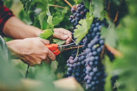 How To Grow Grapes In Your Garden Plant Instructions